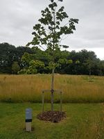 Reunion, North Killingholme, 2019